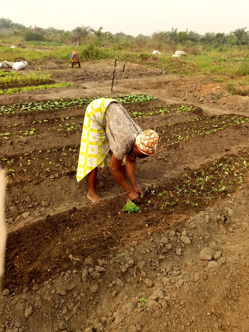 L’agriculture urbaine au Bénin