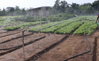 Développement de deux jardins communautaires pilotes dans deux villes du Bénin